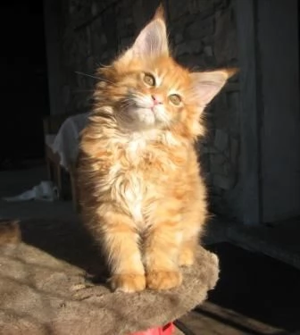 adorabili cuccioli di maine coon gattini femminucce e maschietti disponibili per l'adozione gratuita