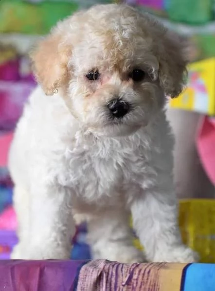 adorabili cuccioli di bichon frise femminucce e maschietti disponibili per l'adozione gratuita i cuc