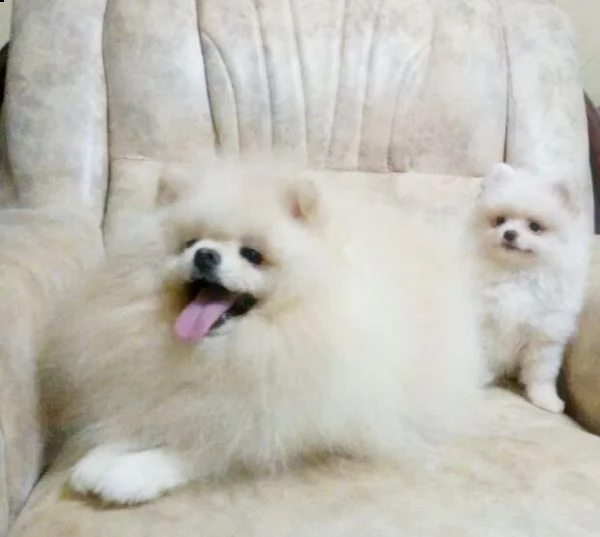 cucciolo di volpino pomerania