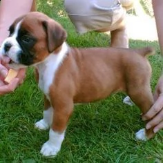 email : arwenbrades10[at]gmail[.com] adorabili cuccioli di boxer femminucce e maschietti disponibili per 