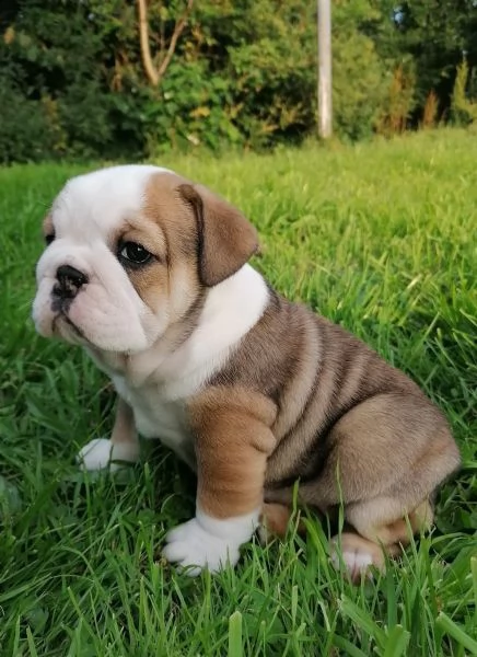 bulldog inglesi