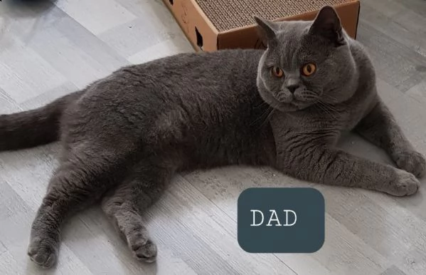 british shorthair maschi che femmine | Foto 2