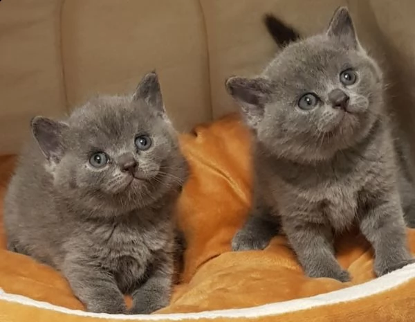 british shorthair maschi che femmine