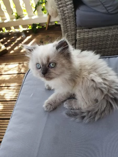 cuccioli di gattini persiani