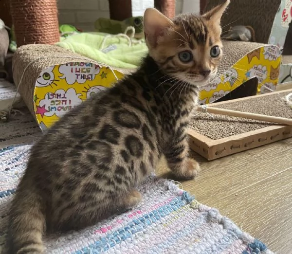 cuccioli gatti bengala con pedigree