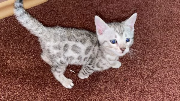 cuccioli gatti bengala con pedigree | Foto 0