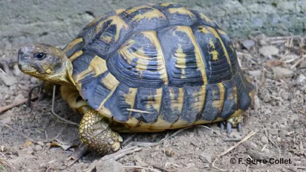 cuccioli regalo testudo hermanni tartarughe disponibile per l'adozione adorabili tartarughe di tarta