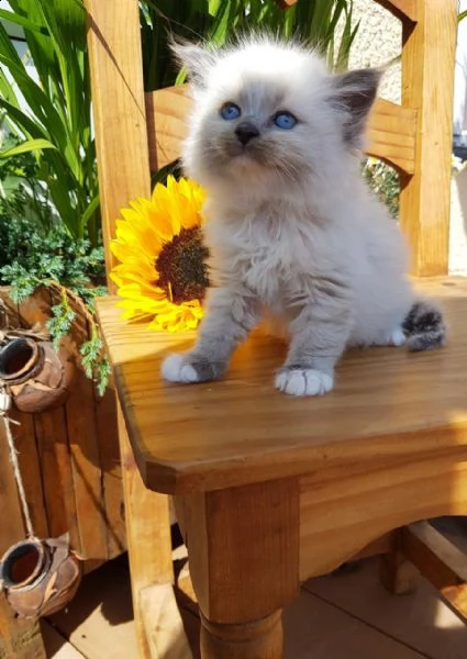 ragdoll gattini blue e seal point | Foto 1