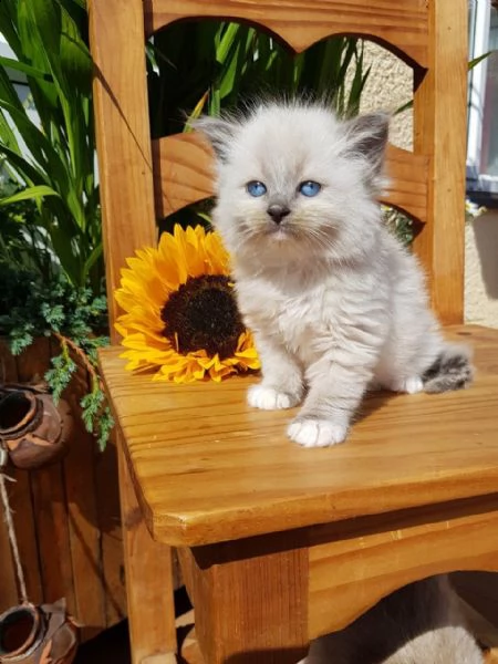 ragdoll gattini blue e seal point