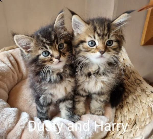 maine coon con pedigree