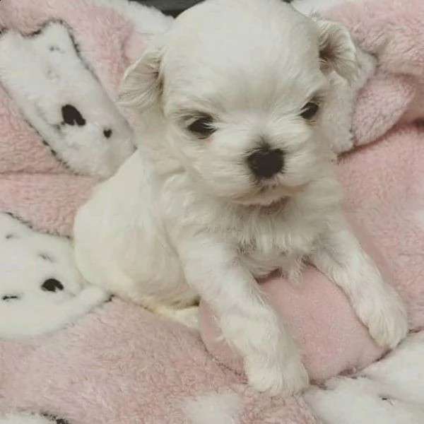 bellissimi cuccioli maltesi