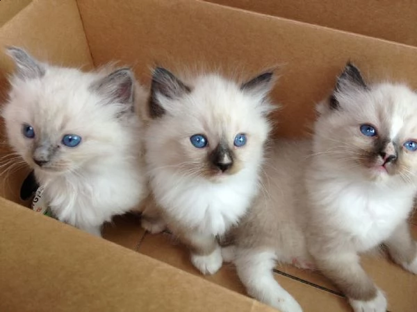 bellissimi gattini ragdoll in adozione, i gattini sono molto sani intelligenti e giocherelloni genti