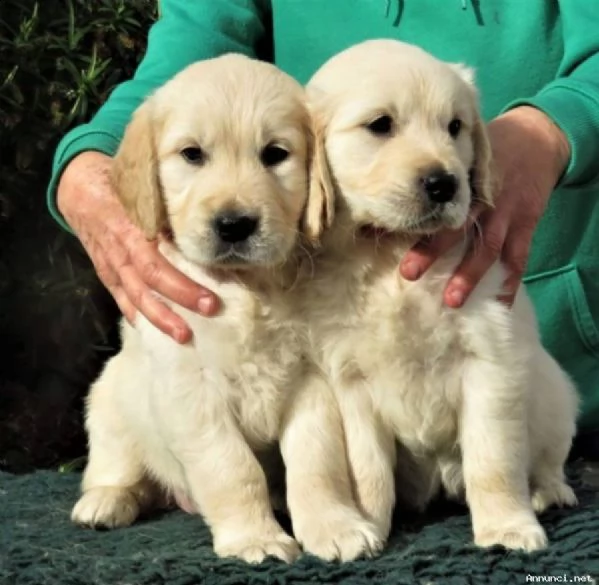 cuccioli di golden retriever