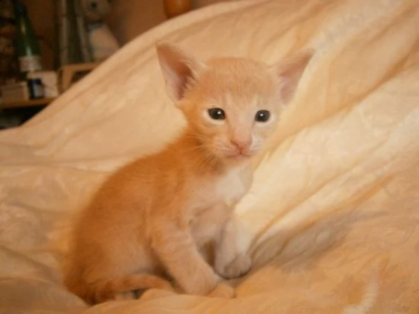 regalo gattini di razza siamese gattini di razza siamese e orientale , bellissimi, di alta genealogi