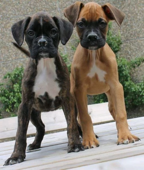 cuccioli di boxer 