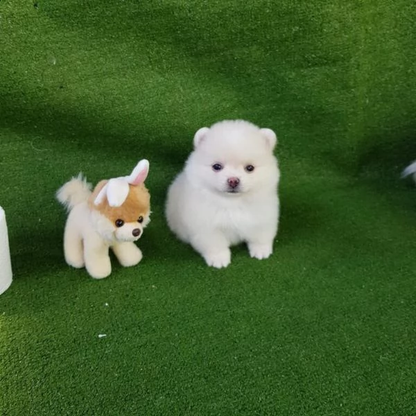 adorabile pomerania 