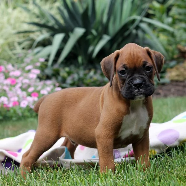 vendita cucciolo cucciola  di boxer alta genealogia