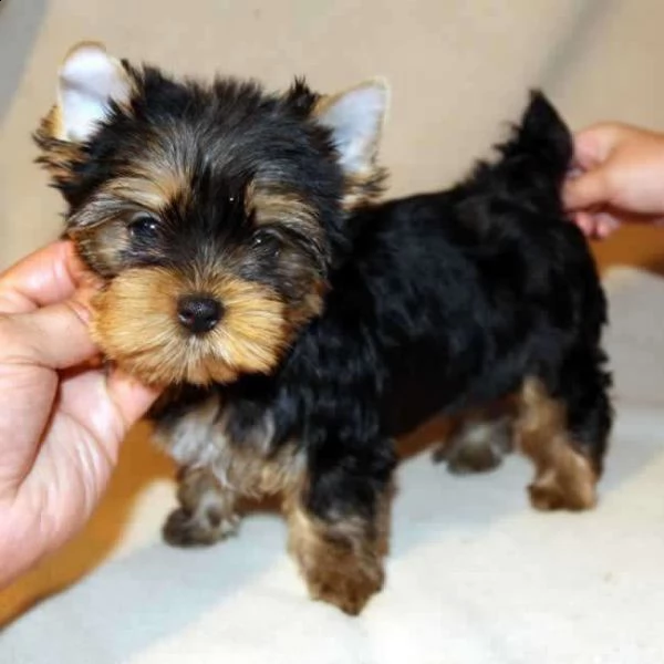 vendita bellissimi cuccioli di yorkshire terrier