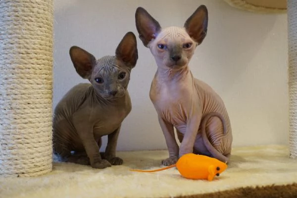 cuccioli di sphynx