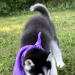 cuccioli di husky siberiano  | Foto 1