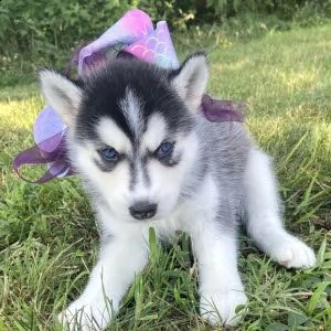 cuccioli di husky siberiano  | Foto 0