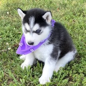 cuccioli di husky siberiano 