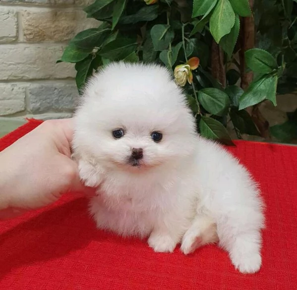  cuccioletti di volpino pomerania  | Foto 0