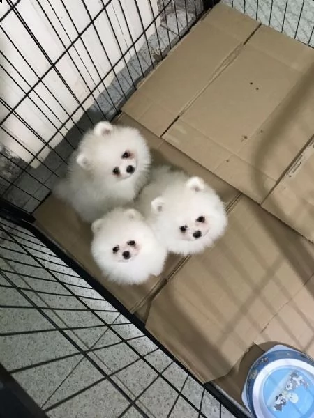  cuccioletti di volpino pomerania 