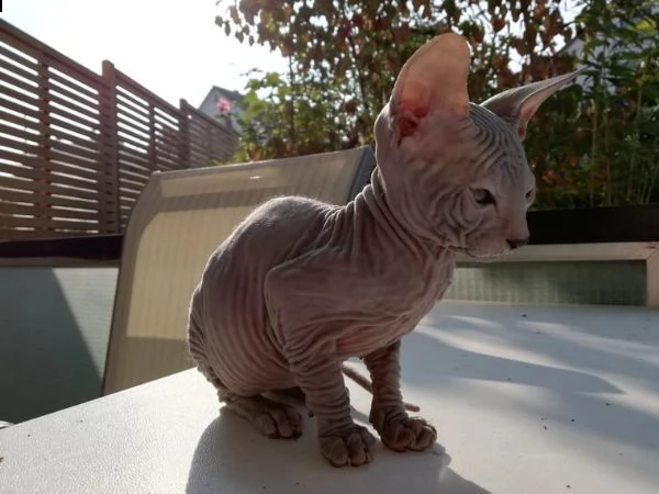 gatti sphynx bellissimi cuccioli