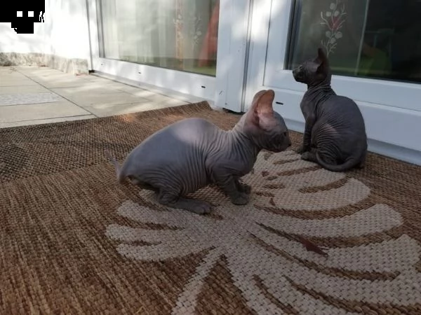 gatti sphynx bellissimi cuccioli | Foto 0