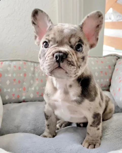   regalo  adorabili cuccioli di bulldog francese femminucce e maschietti disponibili per l'adozione 