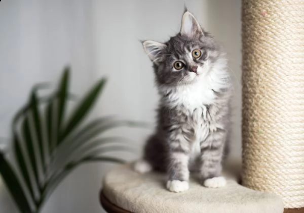  regalo splendido cuccioli maine coon   maschi e femmine di maine coon sia brown tabby che red tabby