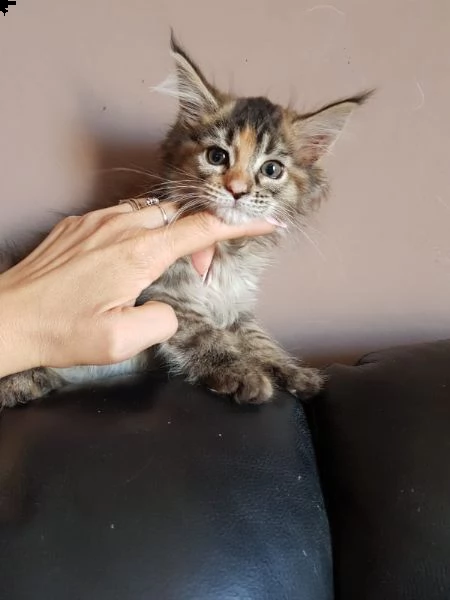  regalo splendidi esemplari di maine coon  disponibili le ultime 2 cucciole di maine coon di altissi