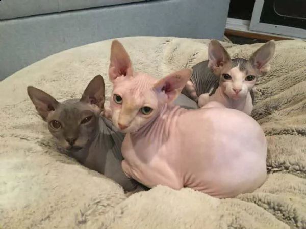 regalo disponibili cuccioli sphynx   disponibili cuccioli sphynx maschio e femmini. carattere dolce 