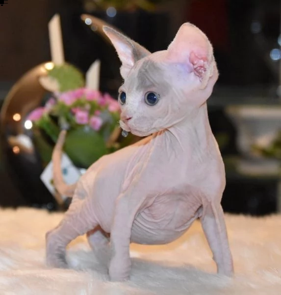 cucciolata di sphynx