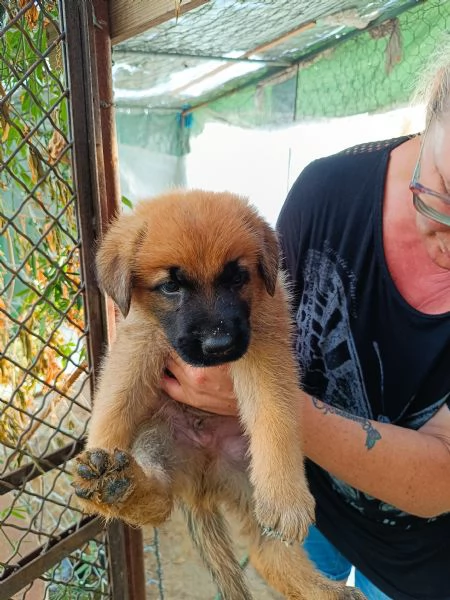 Cuccioli Pastore Tedesco (Meticcio)