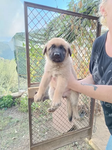 Cuccioli Pastore Tedesco (Meticcio) | Foto 6