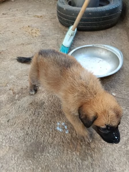 Cuccioli Pastore Tedesco (Meticcio) | Foto 5