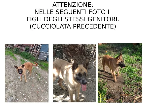 Cuccioli Pastore Tedesco (Meticcio) | Foto 4