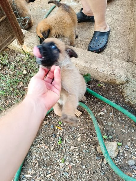 Cuccioli Pastore Tedesco (Meticcio) | Foto 2