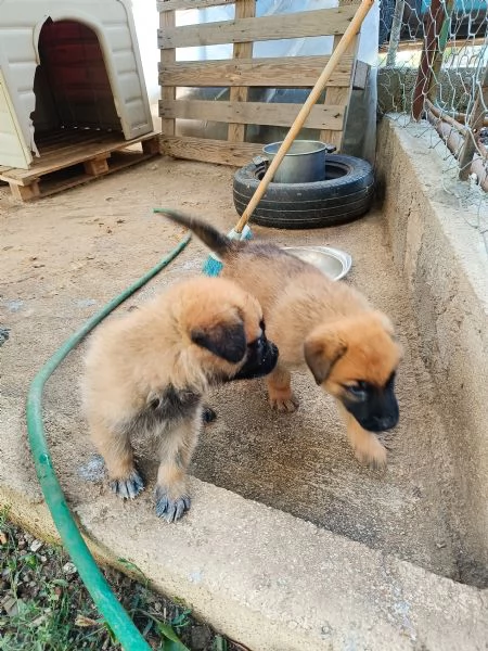 Cuccioli Pastore Tedesco (Meticcio) | Foto 1