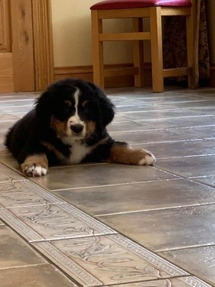 cuccioli di bovaro del bernese