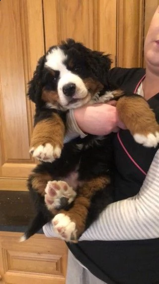 cuccioli di bovaro del bernese | Foto 0