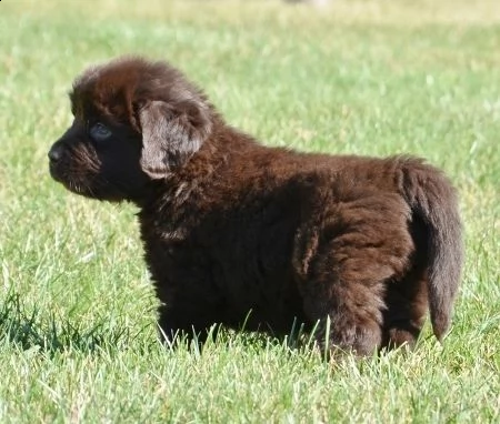 regalo cuccioli di terranova