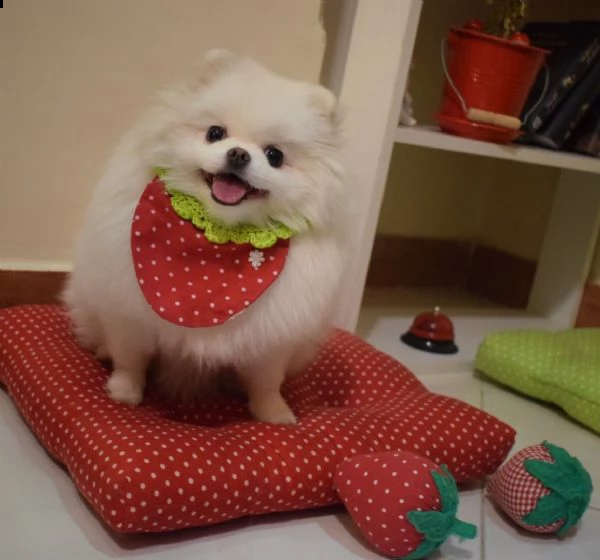 bellissimi cuccioli di pomerania