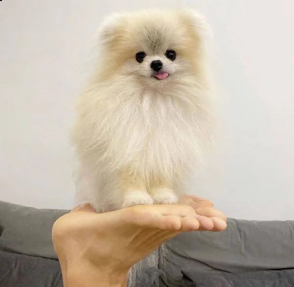 bellissimi cuccioli di pomerania | Foto 2