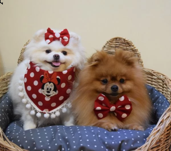 bellissimi cuccioli di pomerania | Foto 1