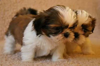 adorabili cuccioli di shih tzu femminucce e maschietti disponibili per l'adozione gratuita i cucciol