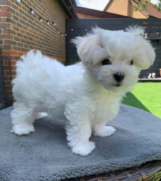 cuccioli di maltese toy