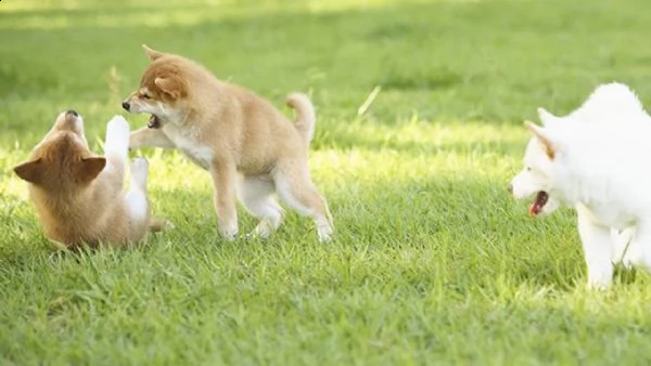 vendita shiba inu pedigree enci